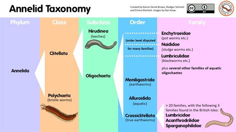 worm timeline|Table of Contents .